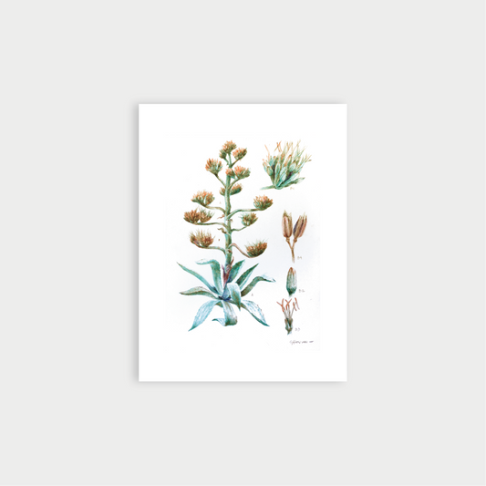 Blue Agave