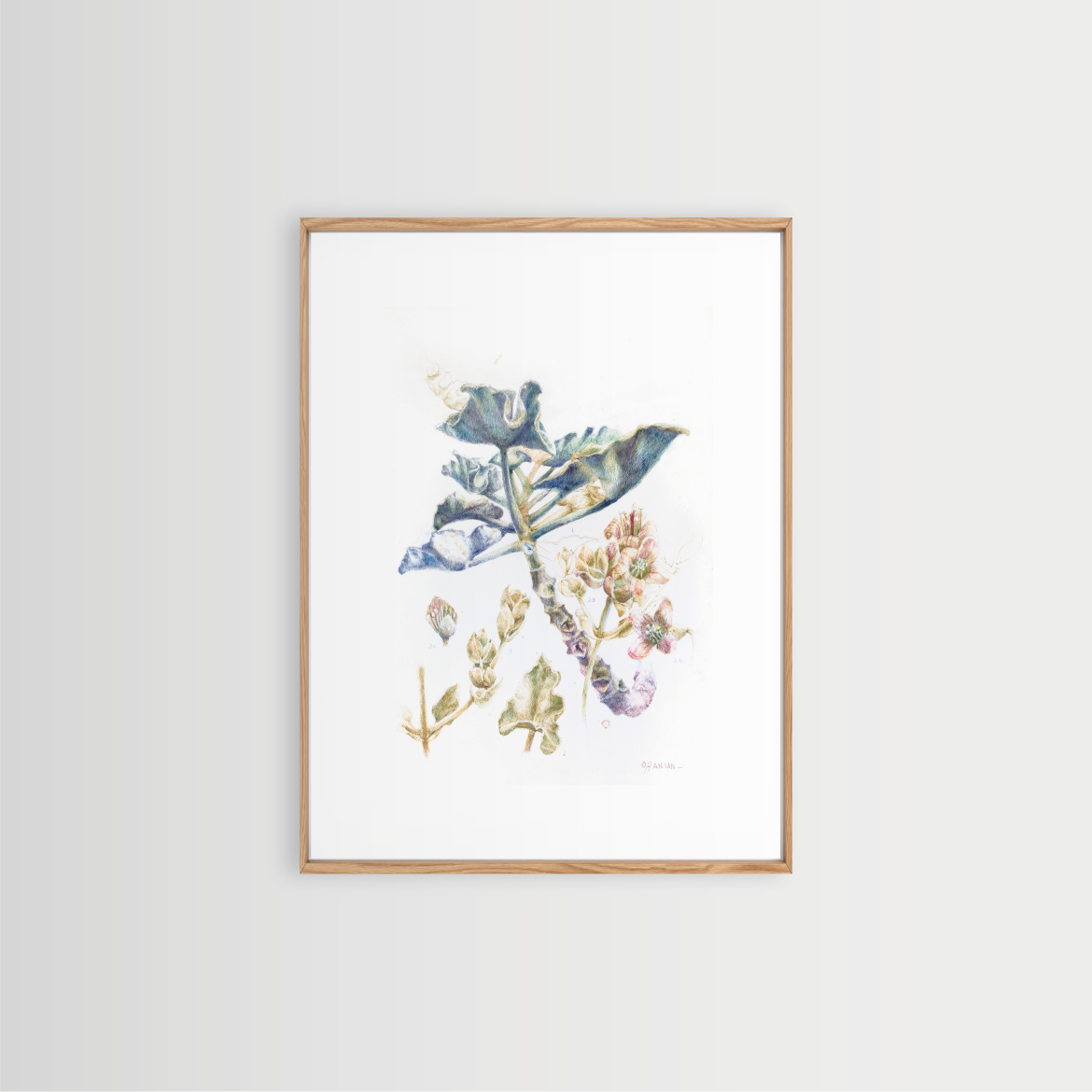 Kalanchoe Beharensis