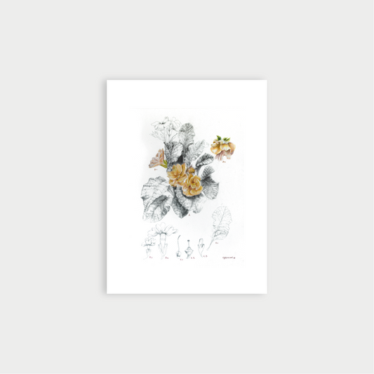 Primula