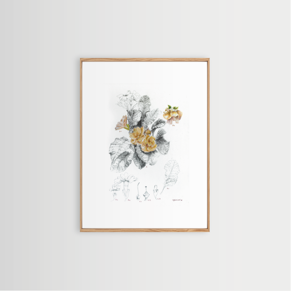 Primula