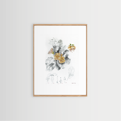 Primula